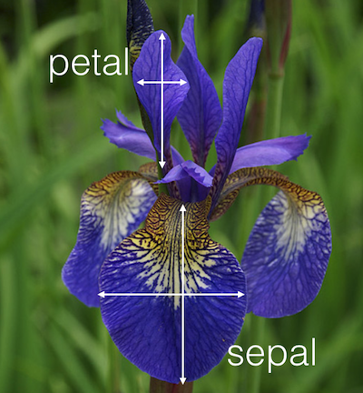 Iris Dataset